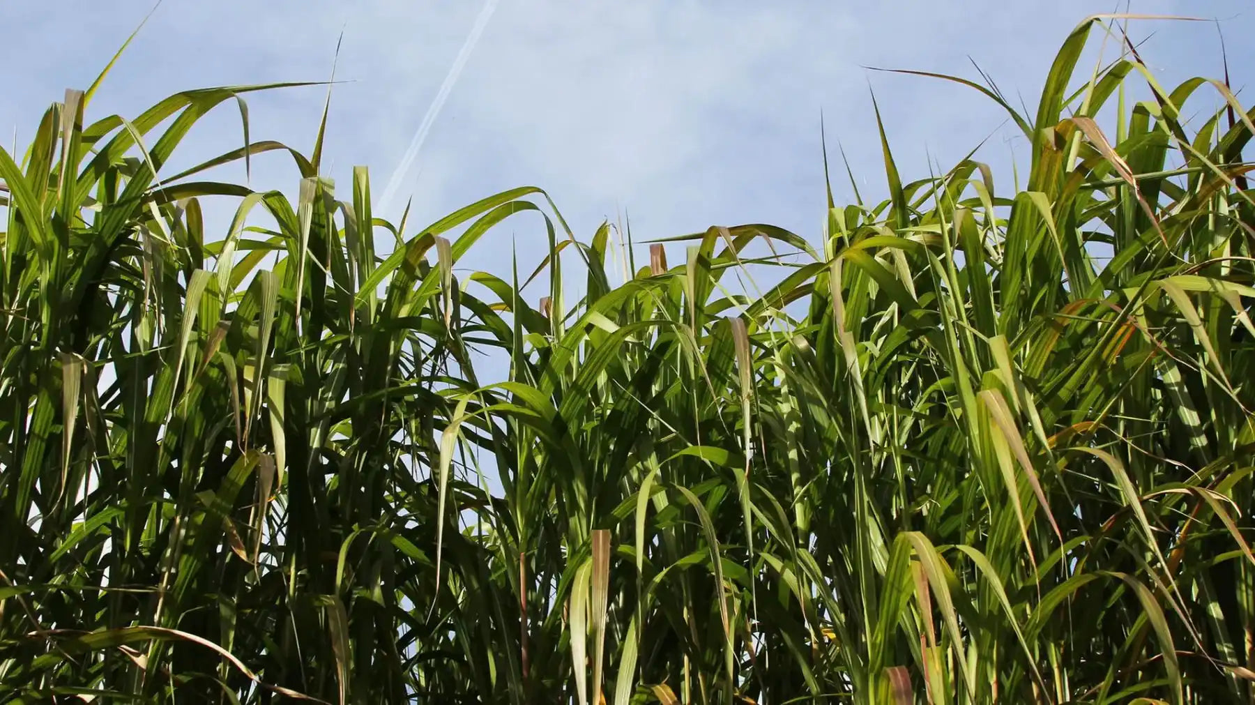 Animal_Bedding_-_Grown_Miscanthus_-_Nanhoron_Farms