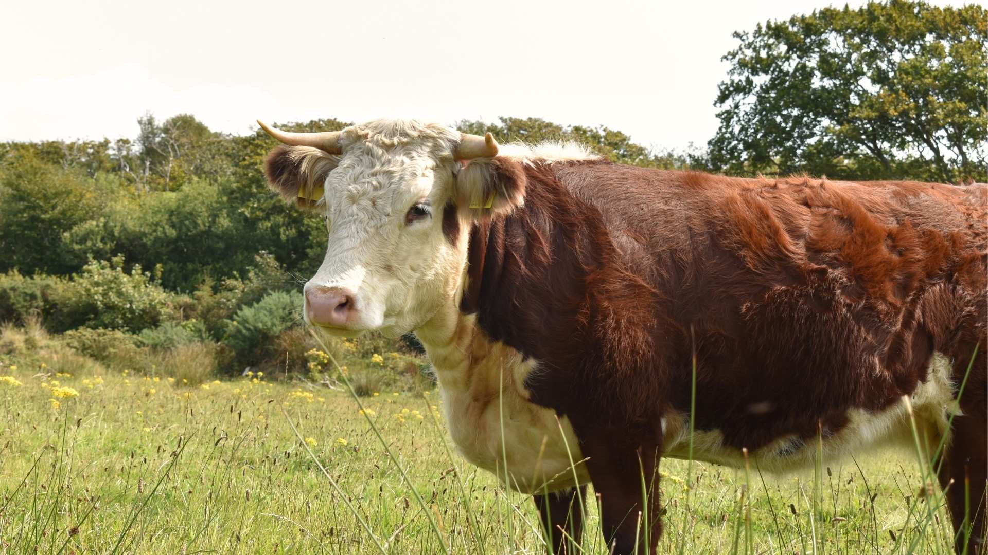 Animal_Bedding_-_Hereford_in_Field_-_Nanhoron_Farms