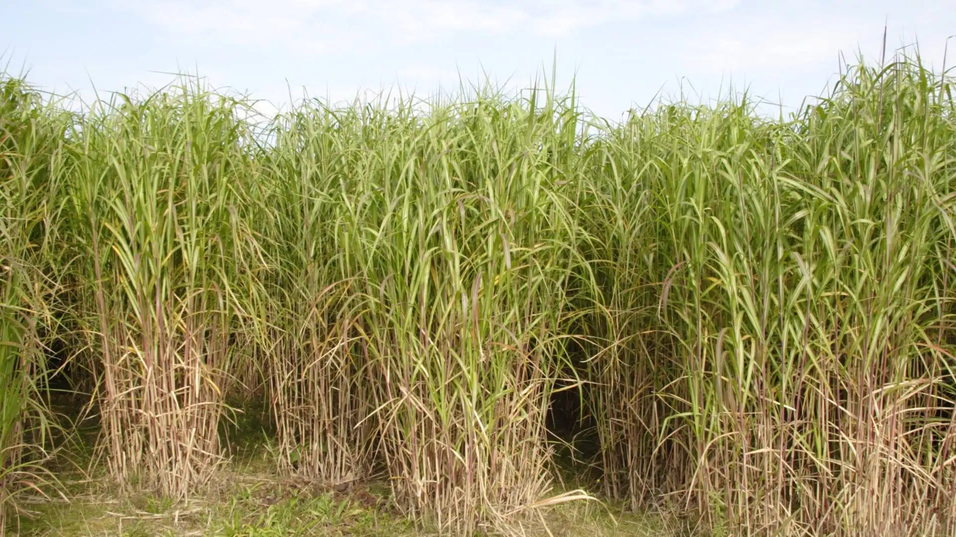 Animal_Bedding_-_Miscanthus_Growing_-_Nanhoron_Farms