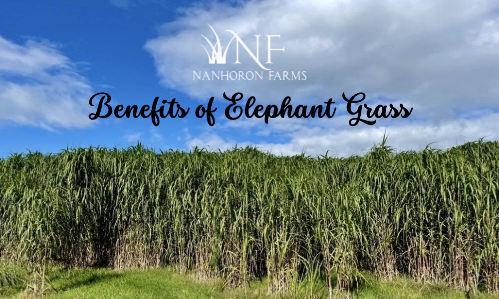 12 Amazing Benefits of Elephant Grass & Elephant Grass Bedding