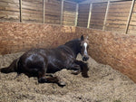 Load image into Gallery viewer, LOCAL DELIVERY - Miscanthus Animal Bedding PALLET 30s - Nanhoron FarmsAnimal Bedding
