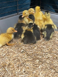 Miscanthus Poultry Bedding - Nanhoron Farms Animal Bedding