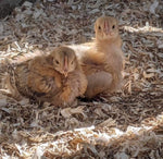 Load image into Gallery viewer, Miscanthus Poultry Bedding - Nanhoron Farms Animal Bedding
