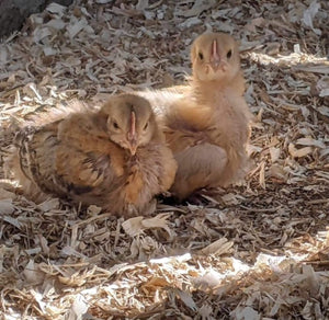 Miscanthus Poultry Bedding - Nanhoron Farms Animal Bedding