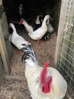 Load image into Gallery viewer, Miscanthus Poultry Bedding - Nanhoron Farms Animal Bedding
