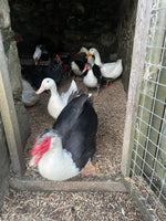 Load image into Gallery viewer, Miscanthus Poultry Bedding - Nanhoron Farms Animal Bedding
