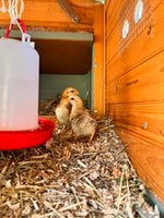 Load image into Gallery viewer, Miscanthus Poultry Bedding - Nanhoron Farms Animal Bedding
