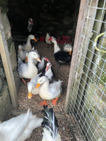 Load image into Gallery viewer, Miscanthus Poultry Bedding - Nanhoron Farms Animal Bedding
